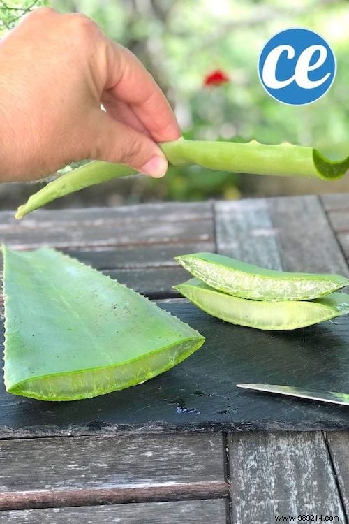 How To Extract Aloe Vera Gel From A Fresh Plant (Quick And Easy). 