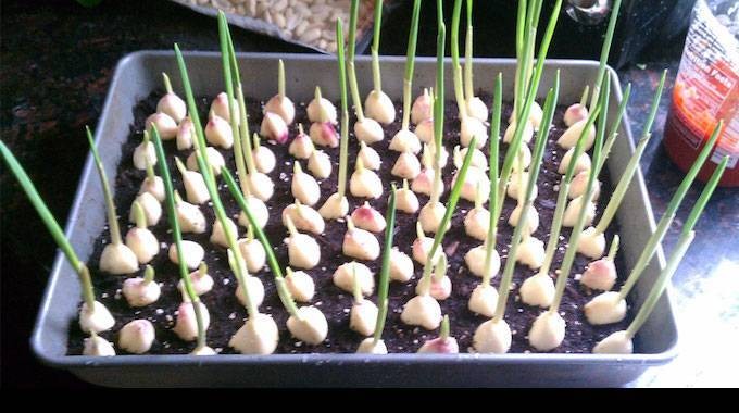 No more buying garlic! Here s how to grow an endless supply of it at home. 