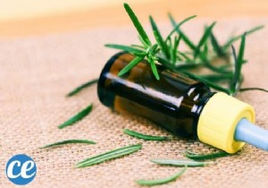 12 Scientifically Proven Benefits of Rosemary Essential Oil