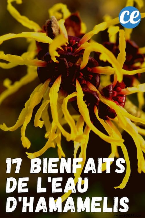 17 Benefits of HAMAMELIS WATER That Nobody Knows 