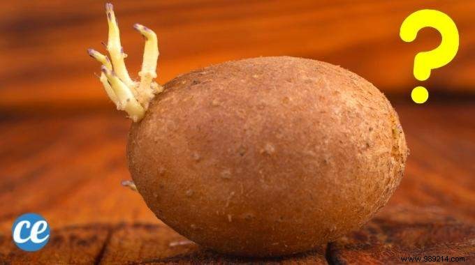 Can You Eat Sprouted Potatoes (WITHOUT Risk)? 