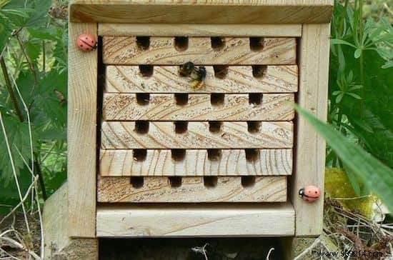 8 Simple Steps To Help Bees. 