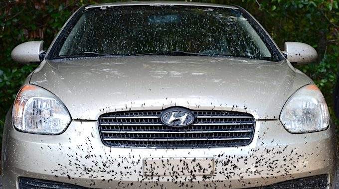 How to Remove Bugs From a Car With White Vinegar (Easy and Fast). 