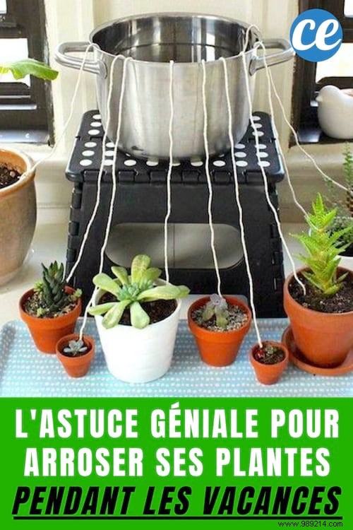 How to Water Your Plants During the Holidays? The genius tip! 