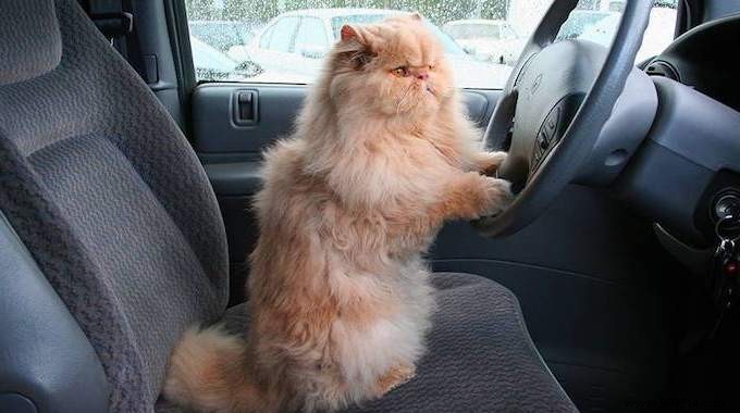 How to get your cat used to traveling by car? My Vet Tip. 