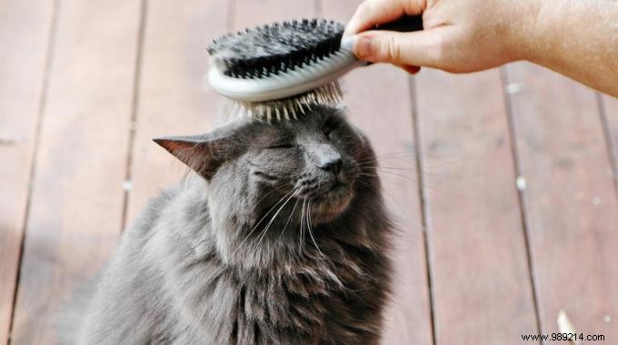 3 Economic Tips for Brushing Your Cat Properly. 