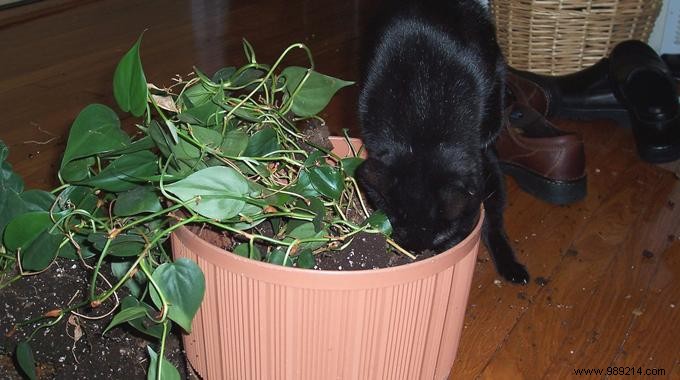 The Natural Trick to Keep Your Cat Away from Green Plants. 