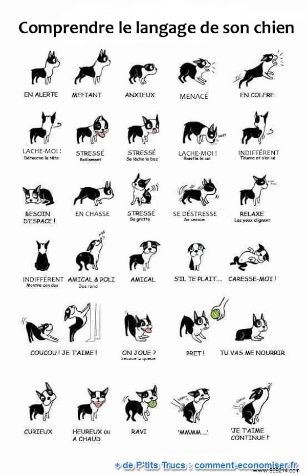 Finally a tip for understanding your dog s language. 