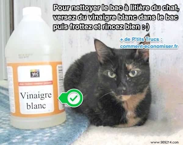 Quick and Easy:How to Clean and Disinfect Cat Litter with White Vinegar. 