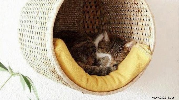 Space Saving:Create a Homemade Perched Basket For Your Cat. 