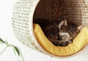 Space Saving:Create a Homemade Perched Basket For Your Cat. 