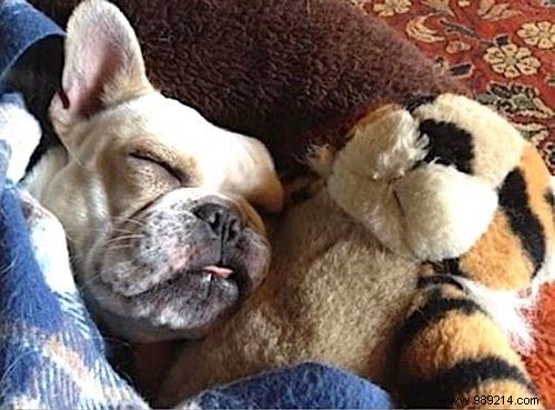 Too cute ! 20 Photos of Puppies Taking A Nap With THEIR PLUSH. 