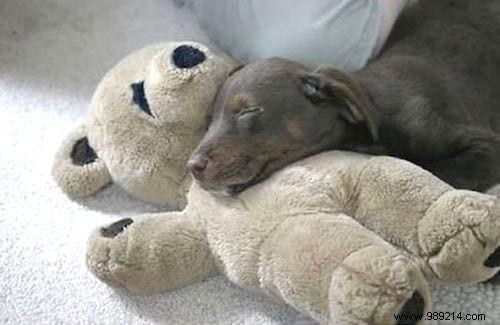 Too cute ! 20 Photos of Puppies Taking A Nap With THEIR PLUSH. 