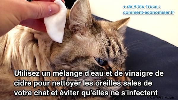 Does your cat have dirty ears? How to clean them to prevent them from becoming infected. 
