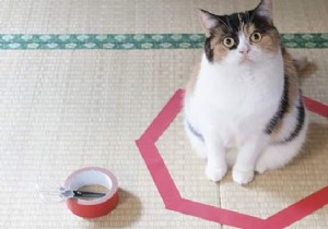Scientists Can t Explain Why Cats Love To Sit In Circles. 