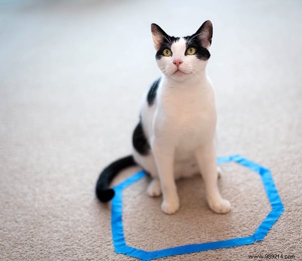 Scientists Can t Explain Why Cats Love To Sit In Circles. 