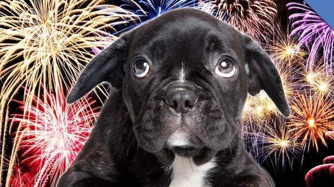 5 Tricks To Instantly Calm Your Dog During Fireworks. 