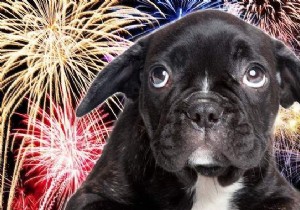 5 Tricks To Instantly Calm Your Dog During Fireworks. 