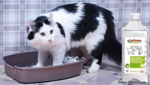 7 All-Natural Products for Cleaning Cat Litter. 