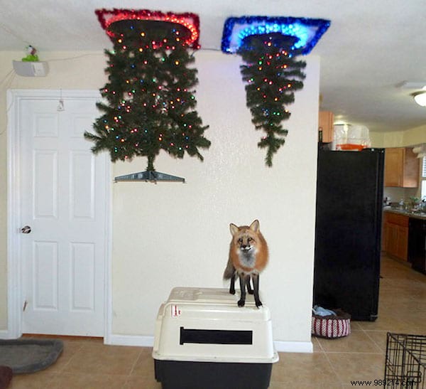 18 Photos of People Who Found a Trick to Protect the Christmas Tree from Cats and Dogs. 