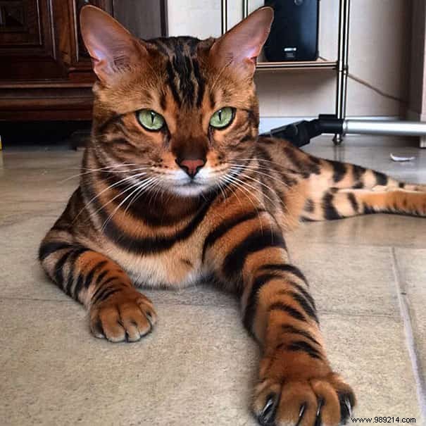 This Cat Is Certainly The MOST BEAUTIFUL Cat in the World! 