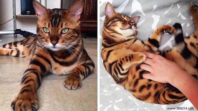 This Cat Is Certainly The MOST BEAUTIFUL Cat in the World! 