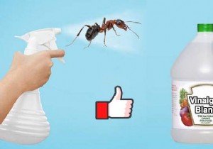 The Redoubtable Spray With White Vinegar To Get Rid Of Ants. 