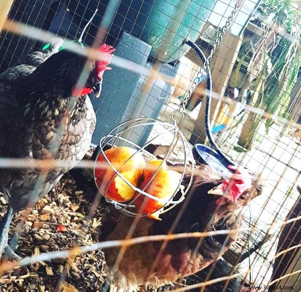 17 Tips For Your Chicken Coop That Will Make Your Hens Happy! 