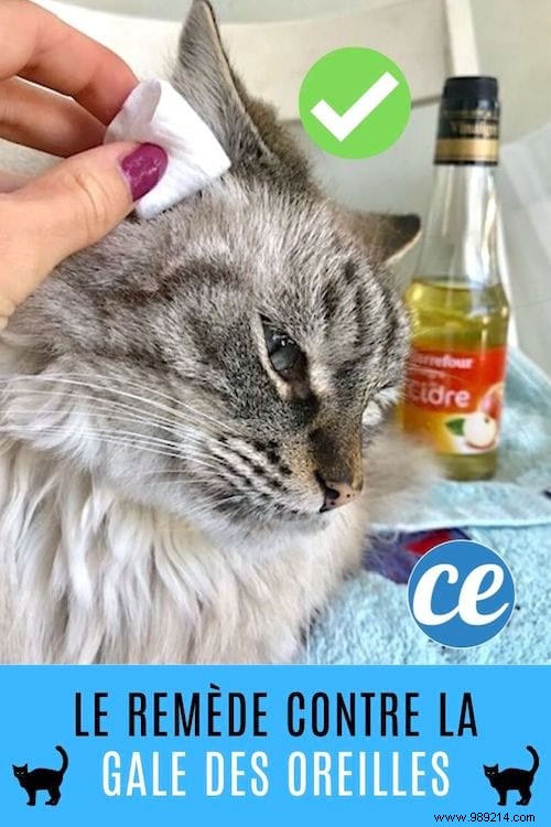 The treatment to cure ear mites in cats. 