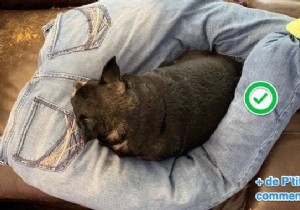 Here s How To Make A Dog Cushion Out Of Old Jeans In 2 Min. 