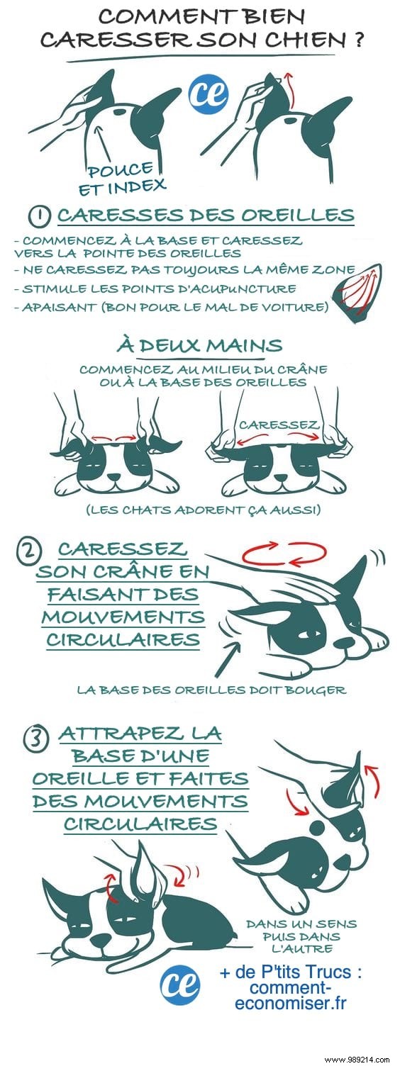 How to Caress Your Dog Properly? The Guide Your Dog Will Love! 
