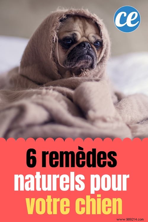 6 Natural Remedies For Your Dog (That Will Change His Life). 
