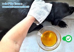 My Vet s Tip For Eliminating Dog Fleas With Apple Cider Vinegar. 