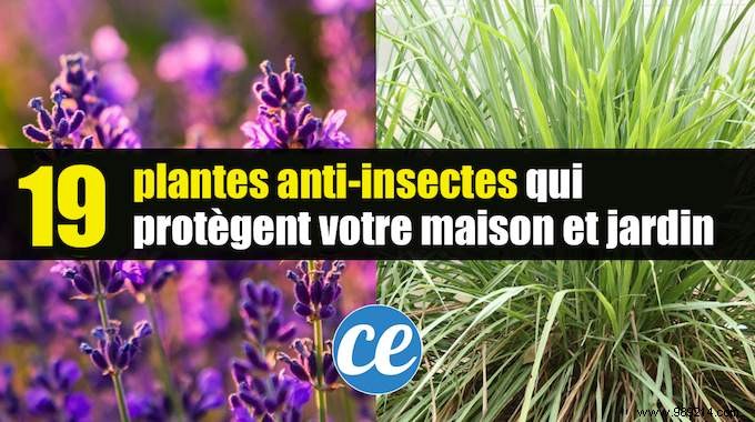 19 Insect Repellent Plants That Naturally Protect Your Home &Garden. 