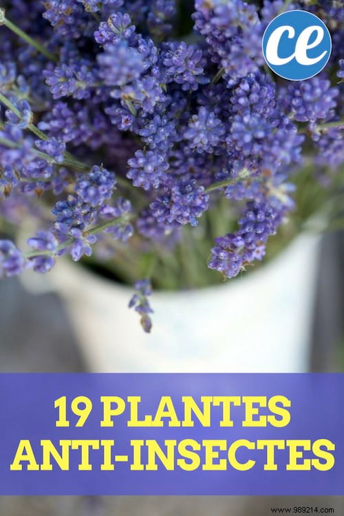 19 Insect Repellent Plants That Naturally Protect Your Home &Garden. 