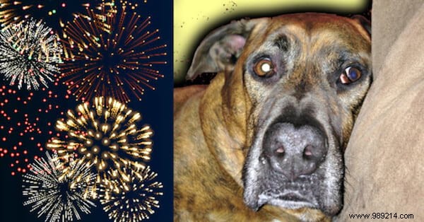 This Vet Remedy Will Help Keep Your Dog Calm During Fireworks. 