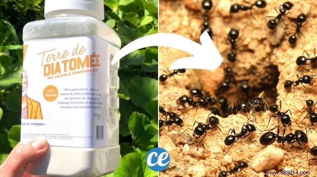 2 Natural Tricks To Stop an Ant Invasion IN EMERGENCY. 