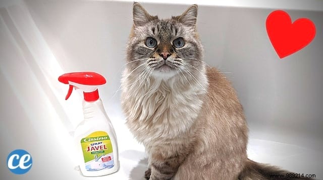 Why Do Cats Like Bleach? And what are the dangers for your feline? 