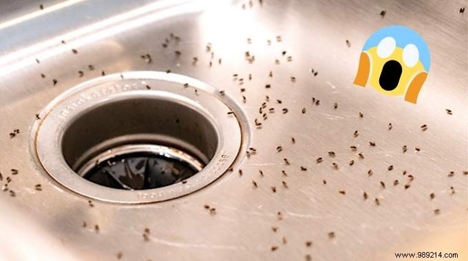 Gnats In The Kitchen:12 Tips To Get Rid Of Them FAST! 