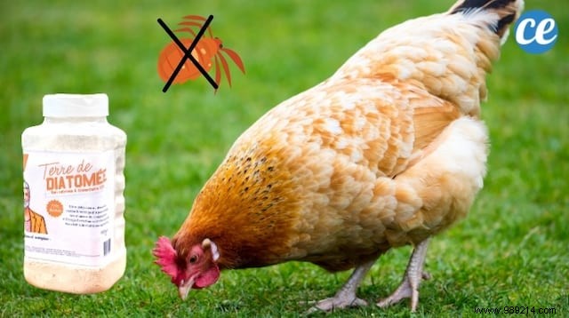 How to Eliminate Lice on Hens (Easy and Natural). 