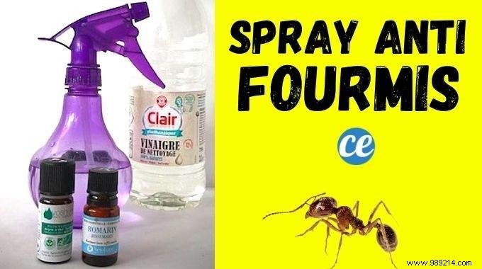 How to Keep Ants Away With an Essential Oil Spray. 