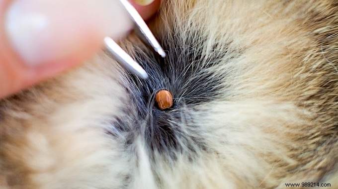 How to remove a tick from a cat easily and safely. 