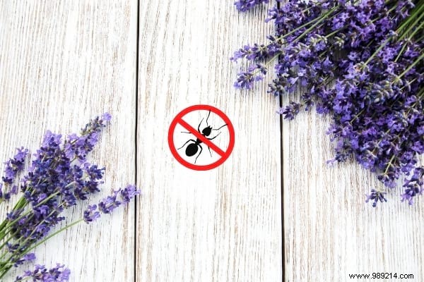 Anti-Ants:22 Natural and Effective Repellent Solutions. 