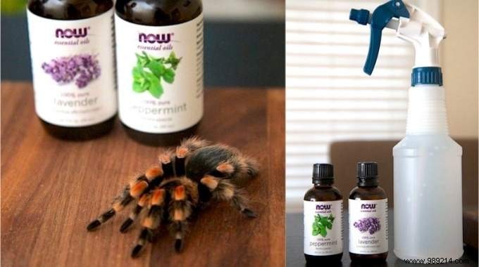 How To Keep Spiders Away From Your Home With Essential Oils. 