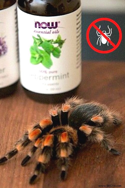 How To Keep Spiders Away From Your Home With Essential Oils. 