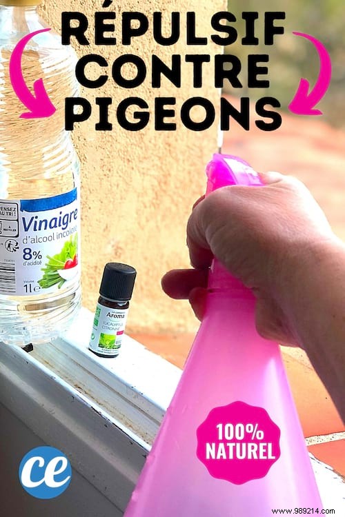 How To Scare Pigeons Off Your Balcony With White Vinegar. 
