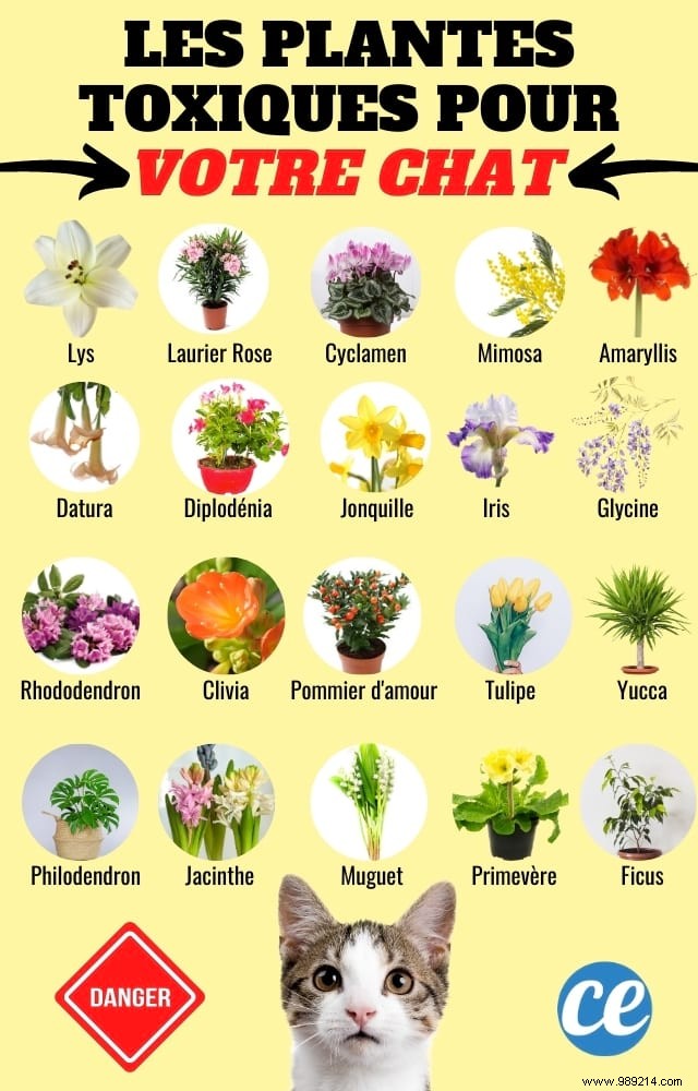 30 Poisonous Plants For Your Cat To Absolutely Know About. 