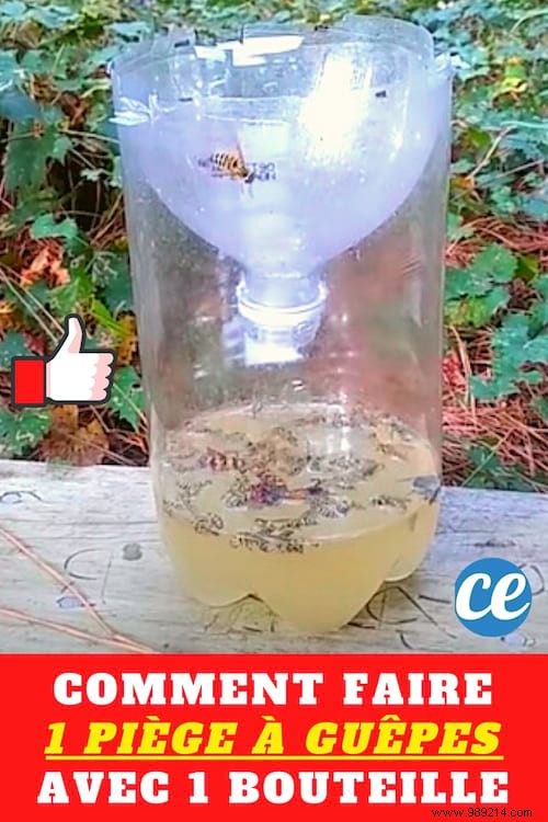 How to Make an Effective Wasp Trap With a Plastic Bottle. 