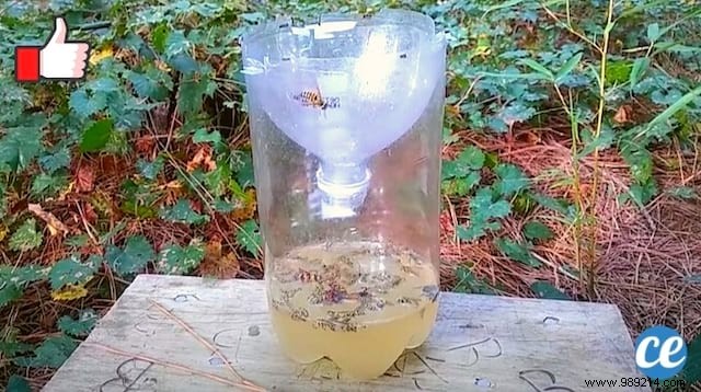 How to Make an Effective Wasp Trap With a Plastic Bottle. 