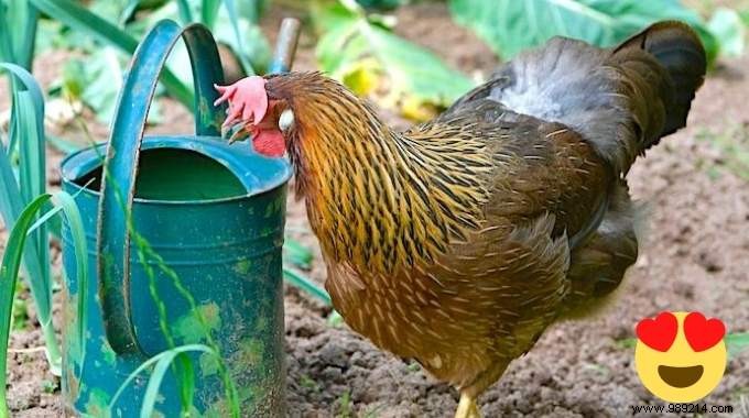 5 Good Reasons to Have a Hen in Your Vegetable Garden. 